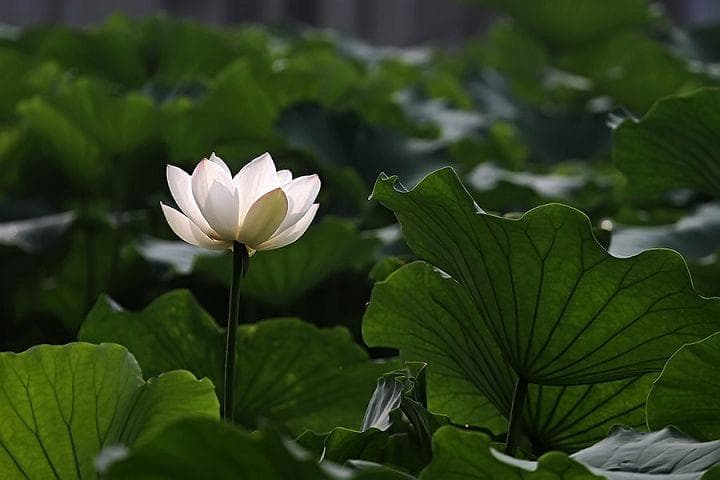 原始佛学的主要思想与特点