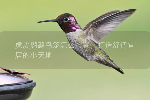 虎皮鹦鹉鸟笼怎么布置，打造舒适宜居的小天地
