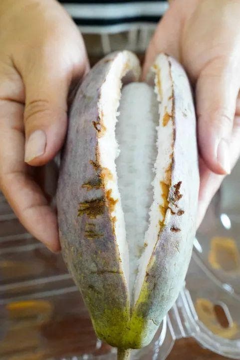 解锁上海郊区小众水果，它们看起来好像很好吃