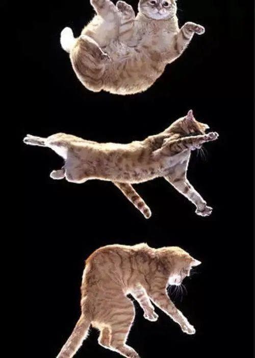 猫咪为什么这么柔软灵活，且运动健将？