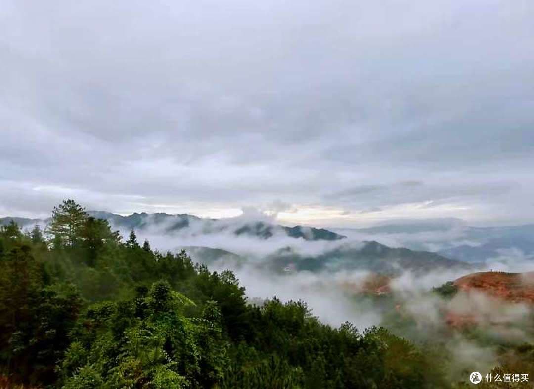 凤凰单丛十大香型品鉴：从蜜兰到茉莉，领略乌龙茶的香气盛宴