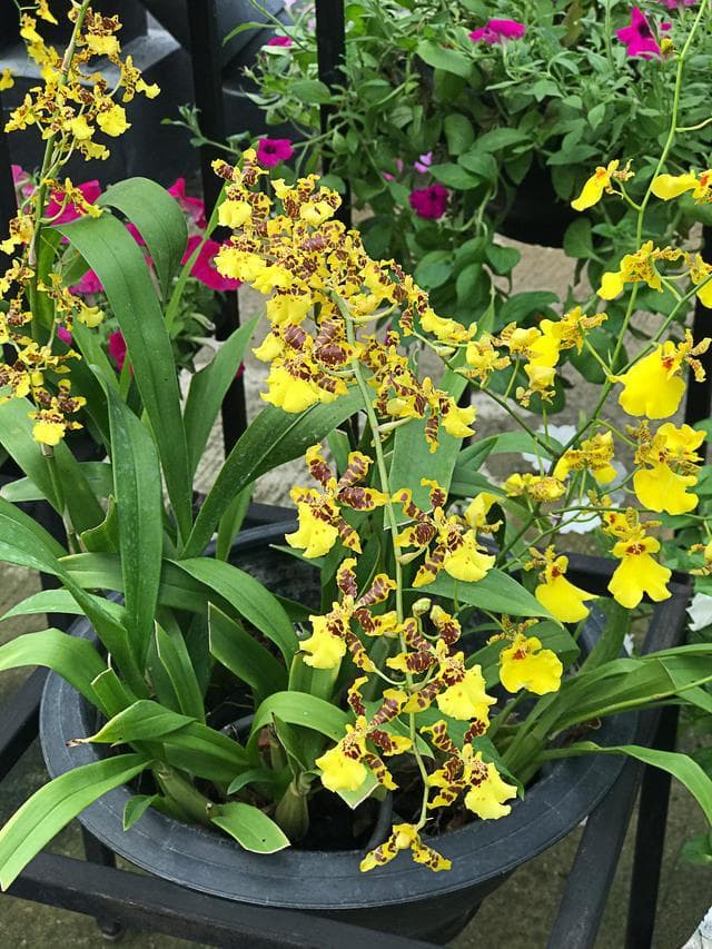 叶片宽窄、花朵大小：梦香兰和文心兰的区别详解