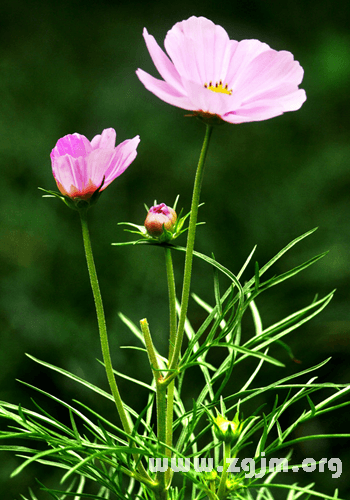 波斯菊的花语与养殖方法