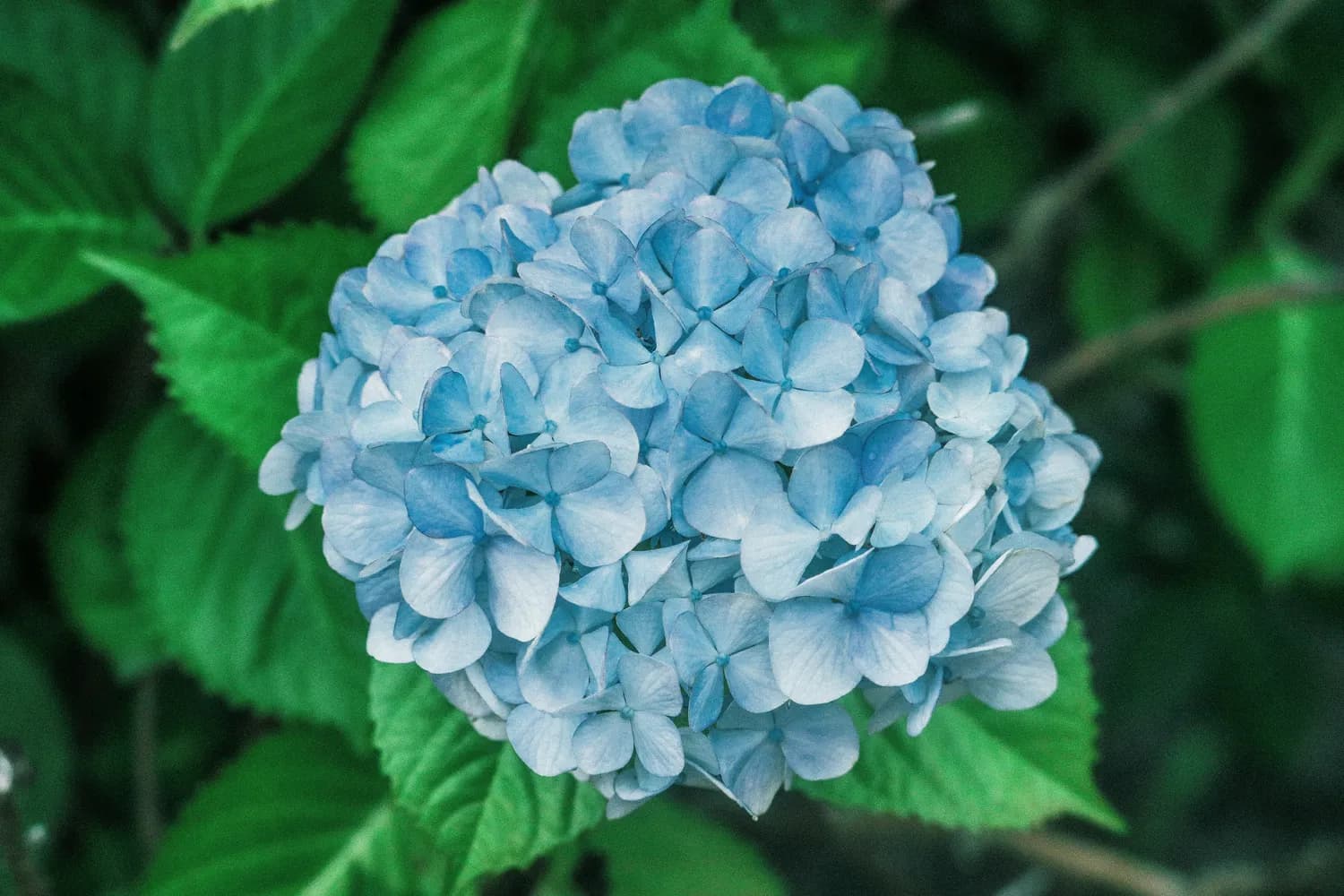 绣球花拍照技巧大揭秘：如何拍出惊艳美照？