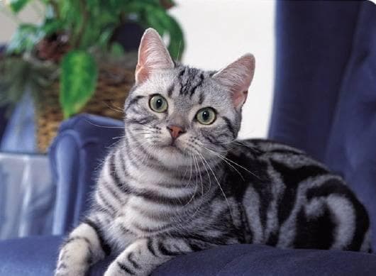 猫咪的平均寿命是多久？（猫猫饲养问题解析及寿命延长方法）