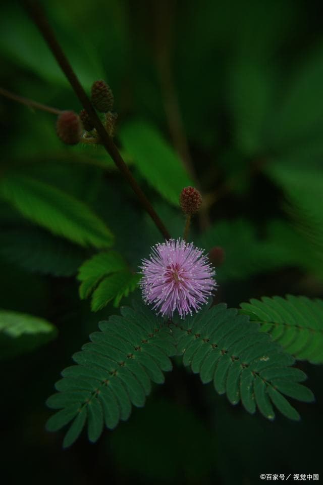 含羞草的花语：从害羞到坚贞不屈的多重寓意