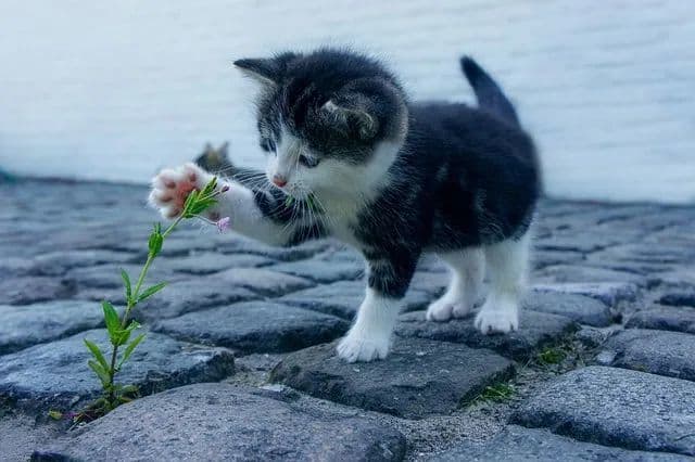 猫落地那么平稳潇洒，竟然可以用这个物理定律来解释！