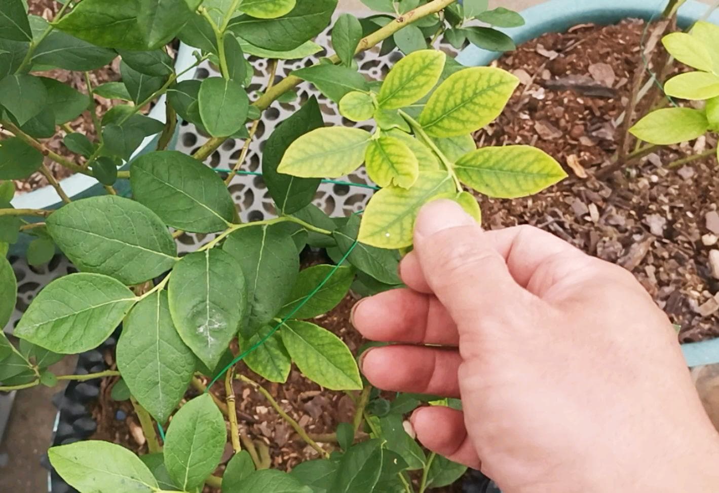 怎么判断植物黄叶到底是由缺素引起的还是由病害引起的？