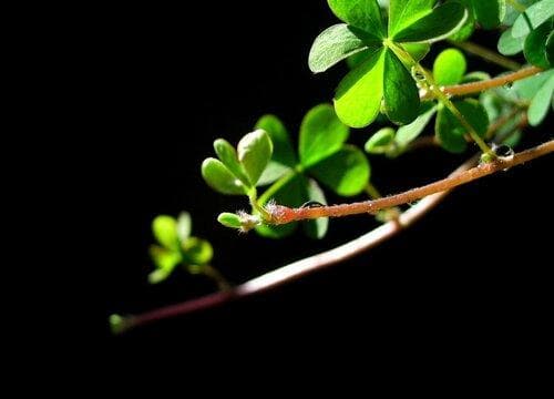 三叶草是什么植物？从形态特征到实用价值全解析