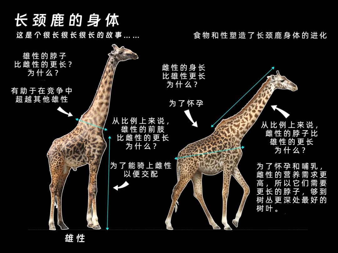 最新研究：长颈鹿的长脖子，不只是为了吃树叶