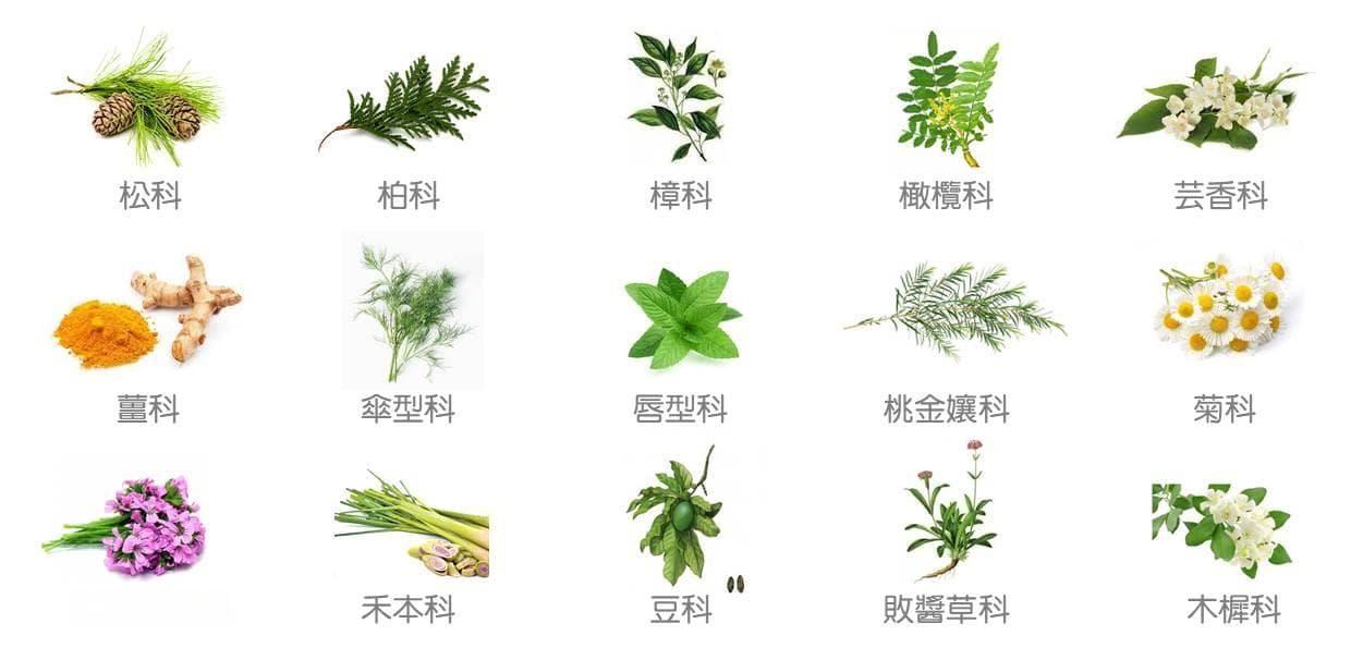 精油知识：15种植物科的精油特性