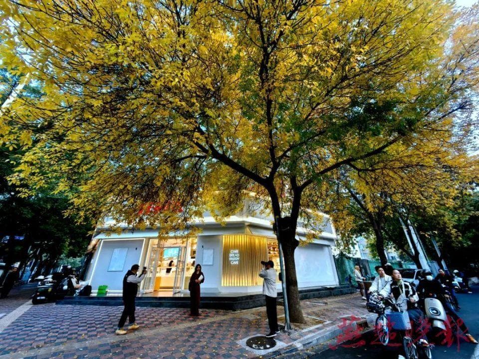 石家庄秋天最美街口
