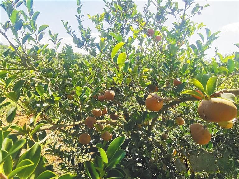 海南大学教授赖杭桂：油茶科研“闯三关”