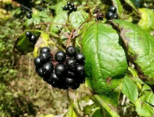 从田间到药房：刺五加的种植管理与药用功效