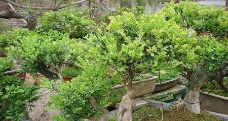 黄杨上盆时间与养护方法（做好黄杨盆景的养护，让它常青常活）