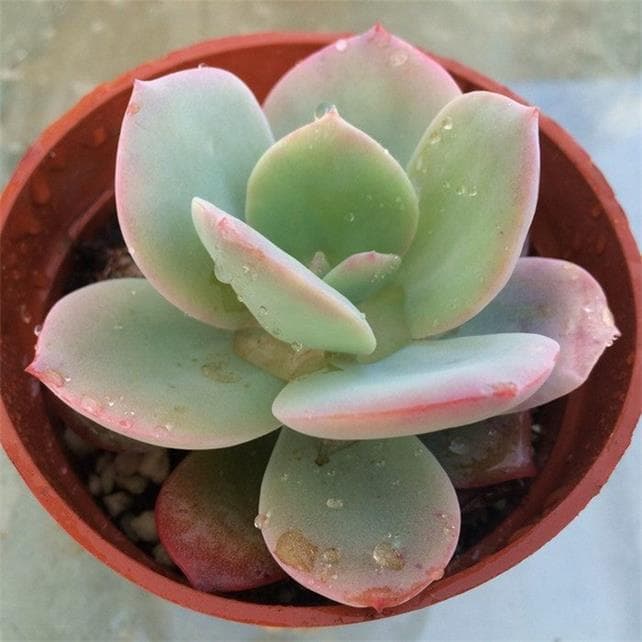 多肉植物白凤的种植养护方法及新手养护大全