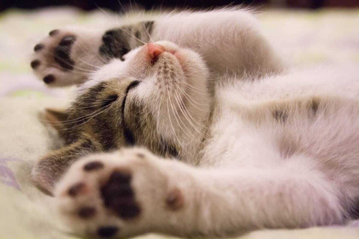猫咪第一次在雪地里玩耍