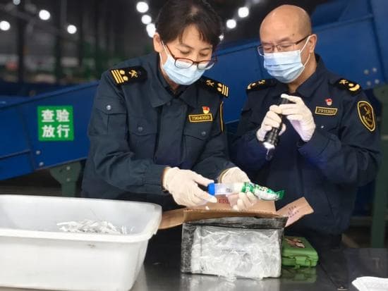 成都海关查获6只巨人恐蚁 为世界上体型最大的蚂蚁之一