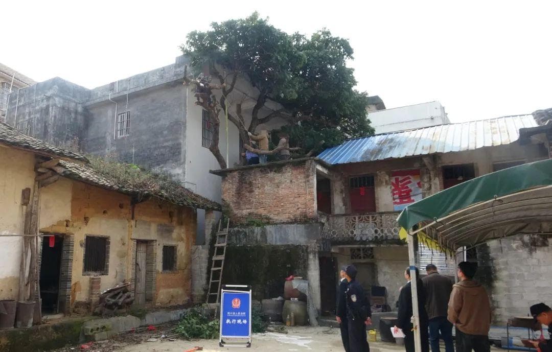 执行前线 | 树枝过界影响邻居 法院执行解纷争