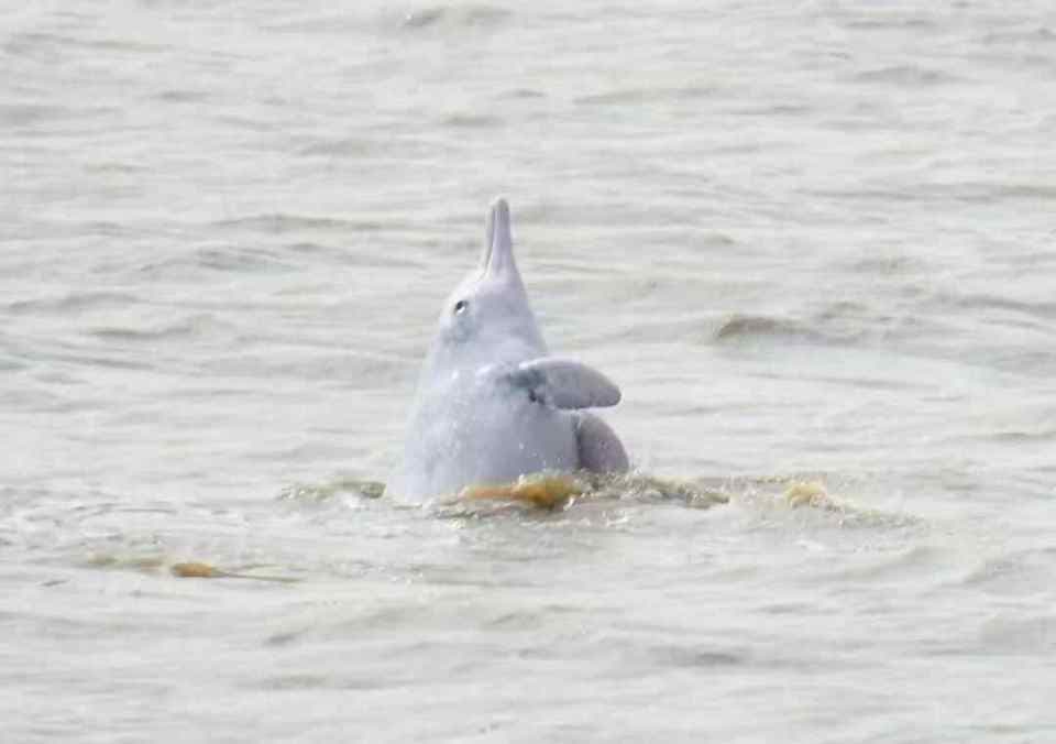 中华白海豚频现珠海三灶海域 生态治理成效获“活指标”认可
