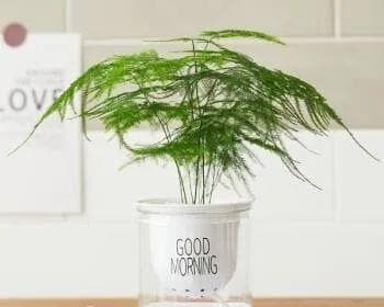 文昌位的植物之选：如何在文昌位中选取最合适的植物？