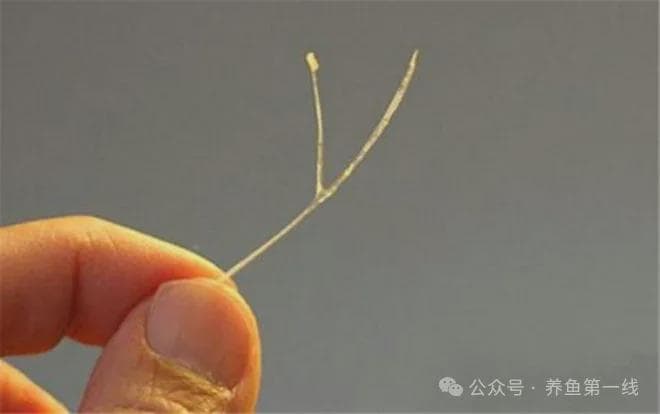 鱼刺卡喉的S型鱼刺——后匙骨卡喉揭秘