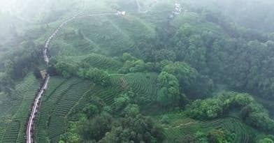 蒙顶山茶：千年贡茶的文化底蕴与现代传承