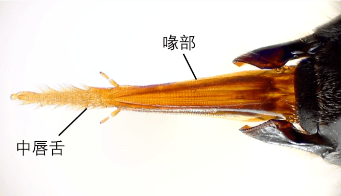 花儿和蜜蜂组CP，采出花蜜靠啥工具？