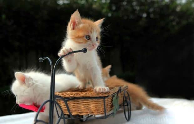 判断小猫是否健康的六大标志
