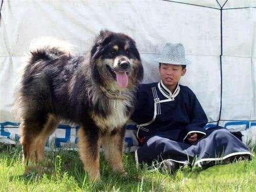 史上最全的40种中华田园犬！