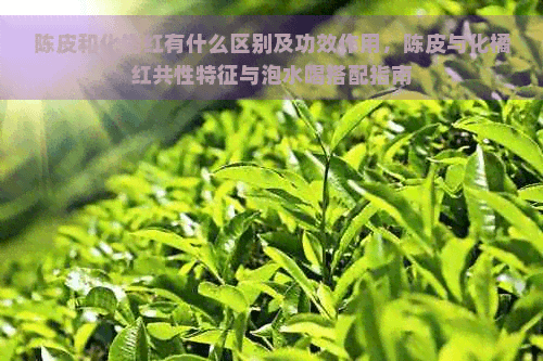 陈皮和化橘红有什么区别及功效作用，陈皮与化橘红共性特征与泡水喝搭配指南