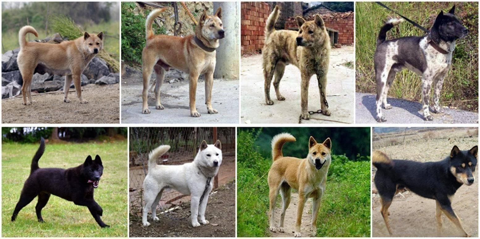 盘点中华田园犬的9个品种，你最喜欢哪一个？
