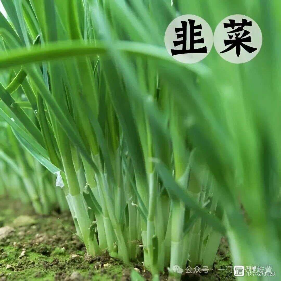 初春时节，韭菜的美味与养生之道