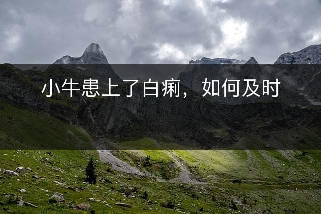 小牛患上了白痢，如何及时治疗？