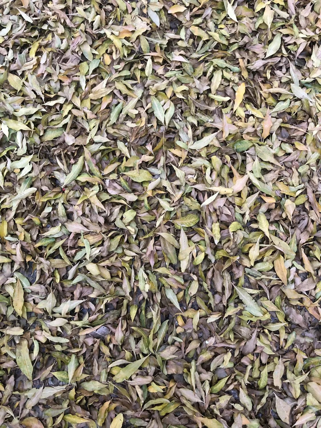 云南大叶种：种出好茶的秘密武器
