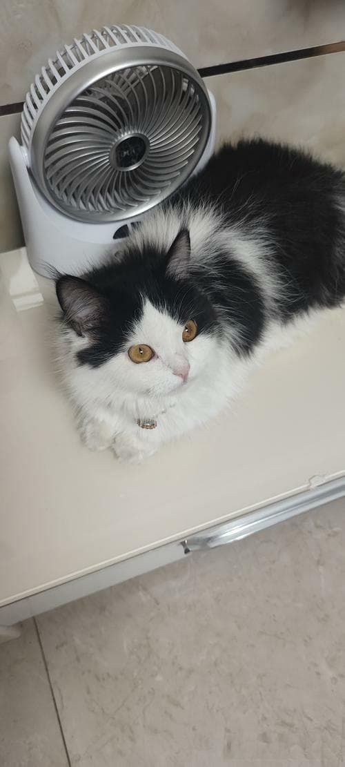 猫咪控必看！揭秘养猫新手的五大误区