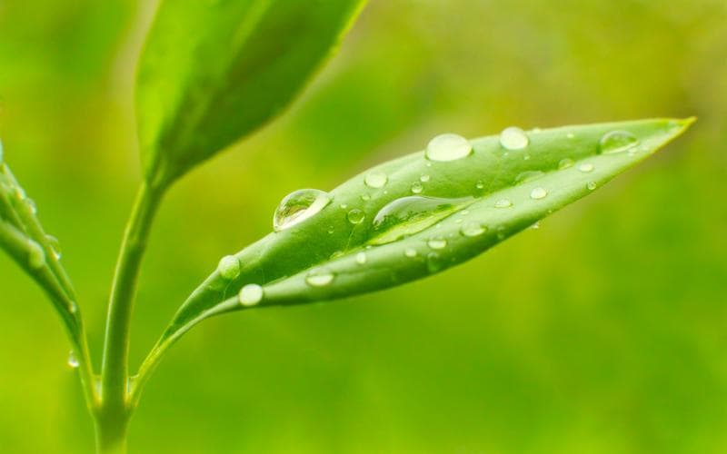 国家保护植物一二三级（了解国家保护植物的分类）