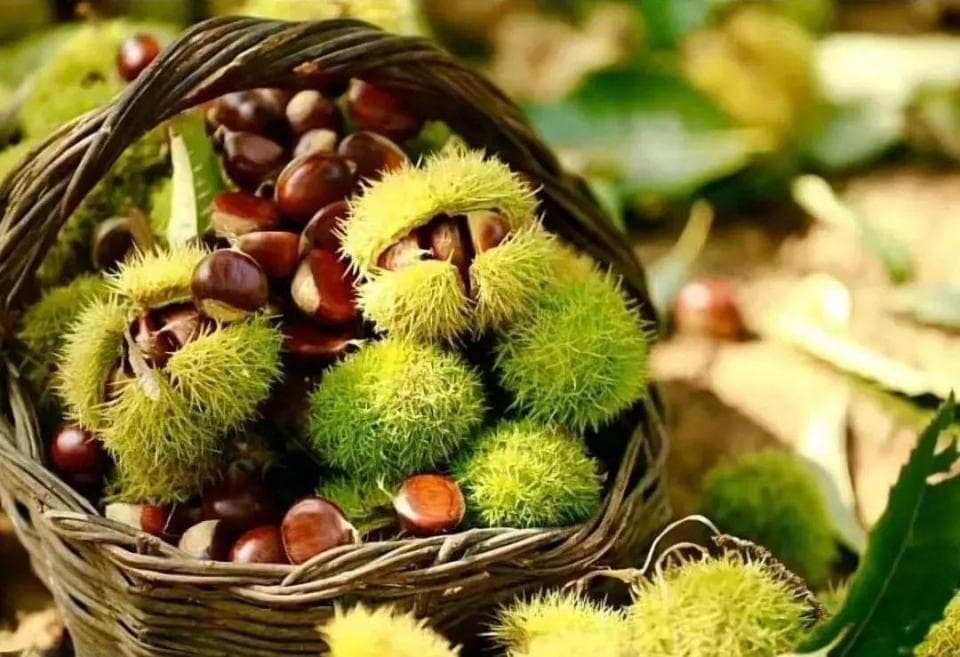 唐山特色小吃：板栗、甘薯片和花生