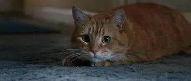 猫咪神经质怎么办？从原因到解决方案全解析