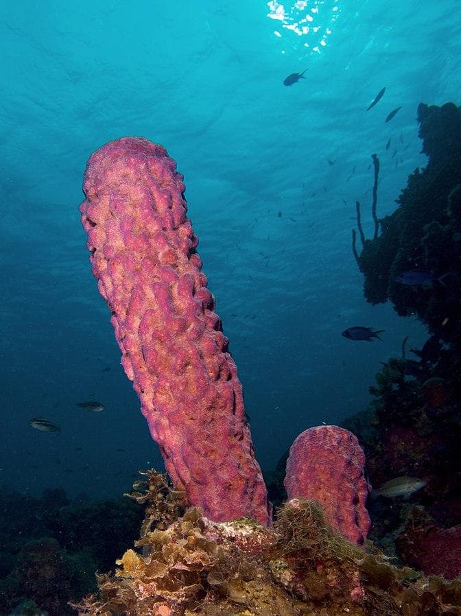 海绵：海洋里的多功能生物，远不止于清洁