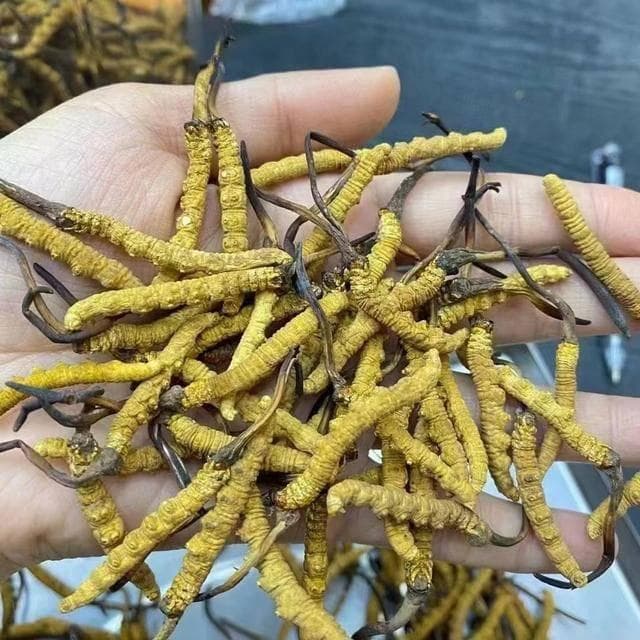 如何挑选高品质冬虫夏草？谷医世家挖草人揭秘6个诀窍！