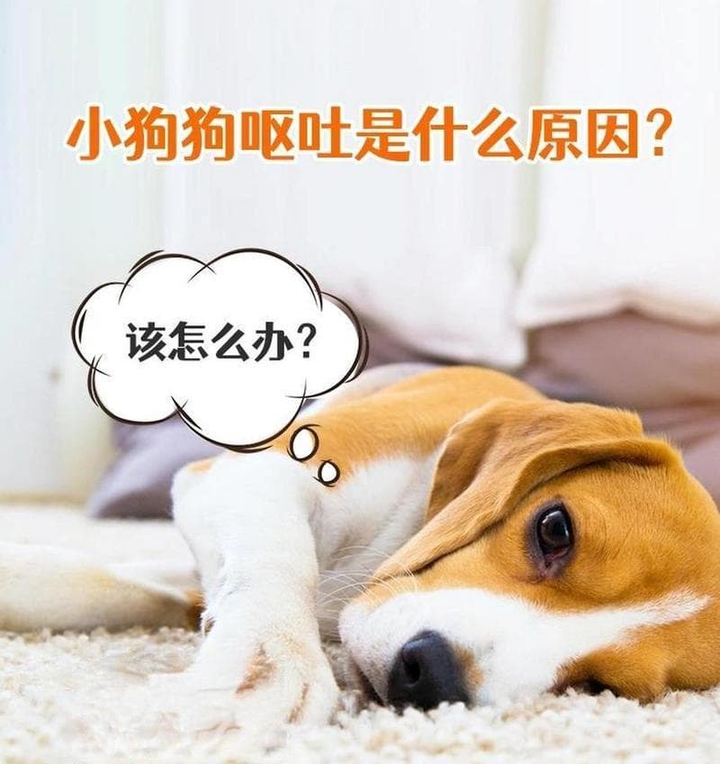 狗狗呕吐怎么用药？（了解常见的狗狗呕吐药物及其使用方法）