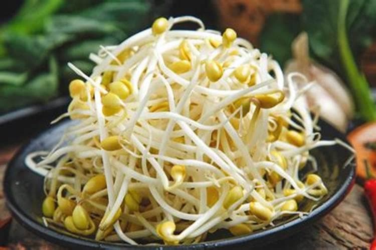 黄豆芽放一天后变绿是什么原因？