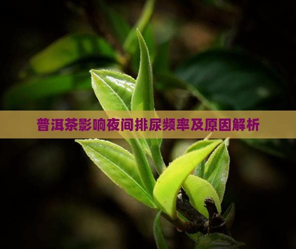 普洱茶影响夜间排尿频率及原因解析