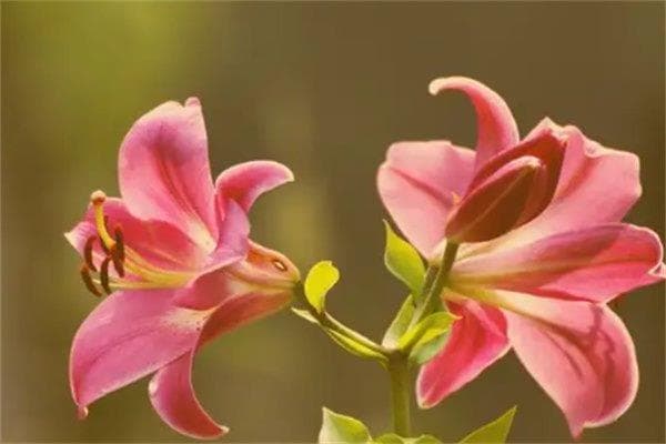 八字排盘的喜用神是怎么确定的？