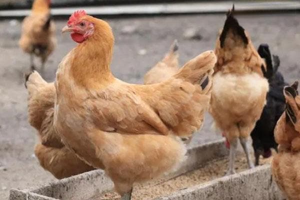 中国15种常见土鸡品种大盘点