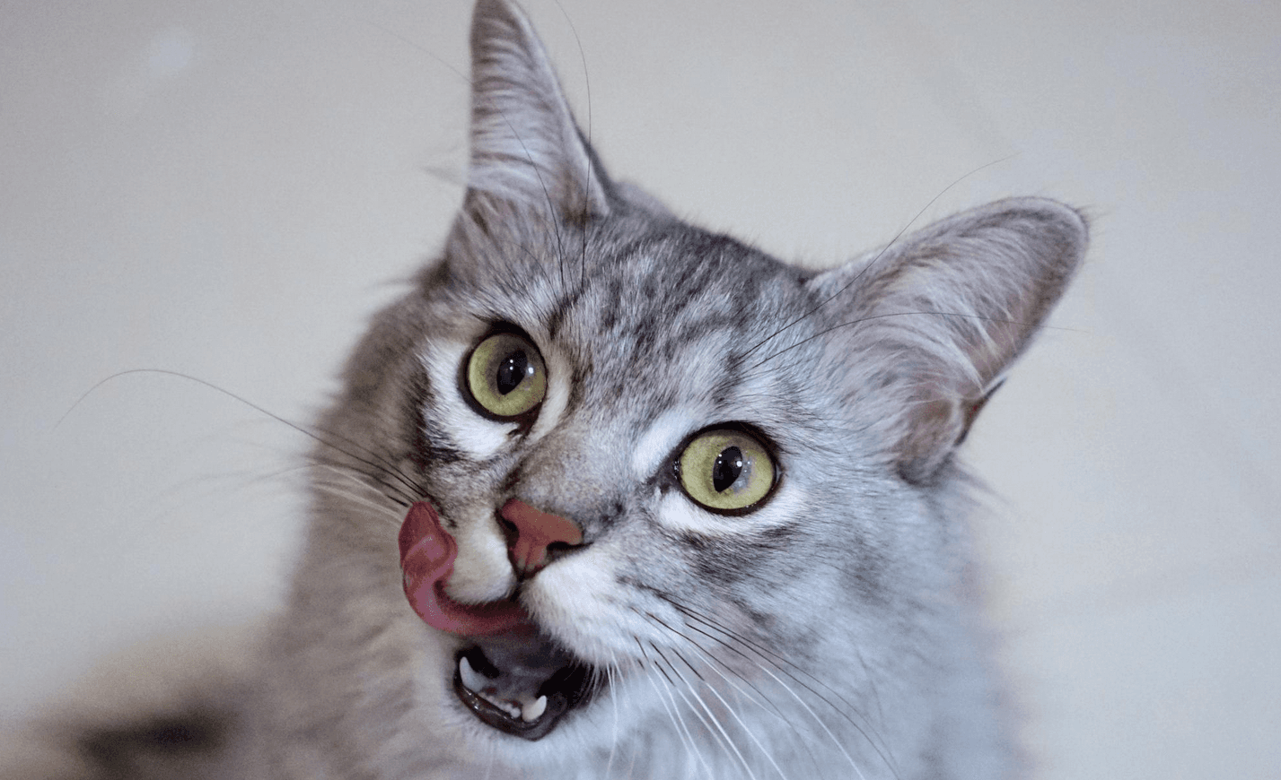猫咪眼中的世界：揭秘猫科动物的色觉奥秘
