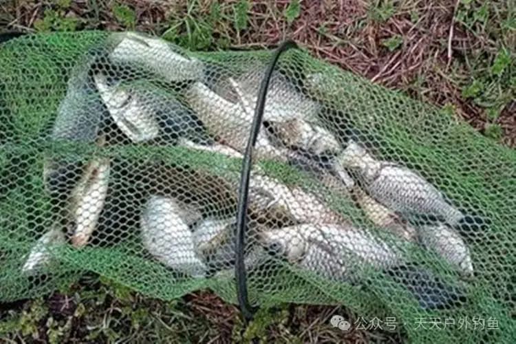 春季野钓4宜4不宜，掌握鱼情规律，出门钓鱼就爆护