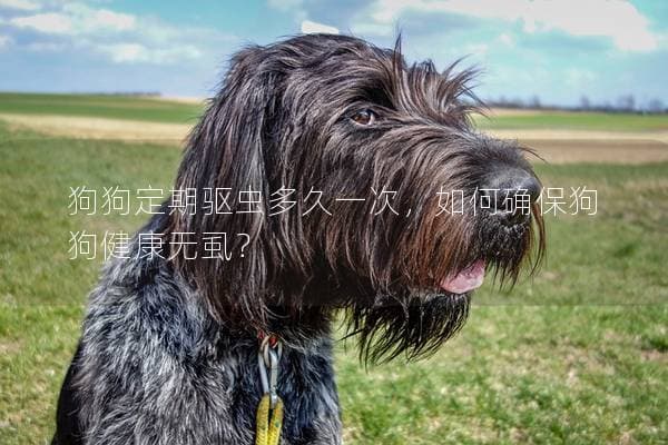 狗狗定期驱虫多久一次，如何确保狗狗健康无虱？