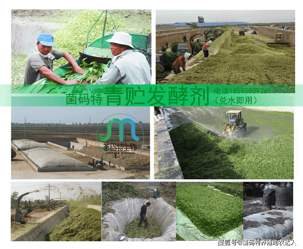 做好青储饲料的几种常见问题解答